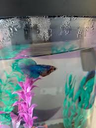 Bloated Betta Help Betta Betta Fish Fish Pet