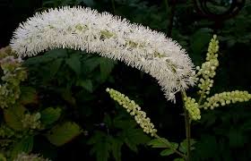 Difference Between Blue Cohosh And Black Cohosh Difference Between