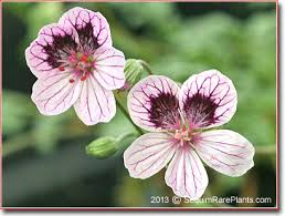 Image result for Exochaenium baumianum