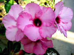 4 Winter Care Tips For Your Adenium Desert Rose Plants Desert Rose Plant Desert Rose Care Rose Plant Care