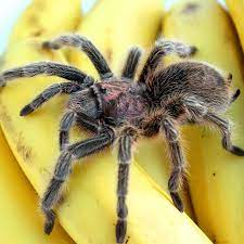 Daher kommt auch den name. Giftigste Spinne Der Welt In Deutschland Aufgetaucht Cosmopolitan