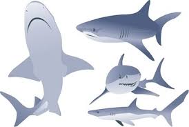 Download Shark Free Vector Download 177 Free Vector For Commercial Use Format Ai Eps Cdr Svg Vector Illustration Graphic Art Design