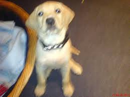 „roscoe ist ein bisschen krank, twitterte der engländer. Labrador Retriever Formel 1 Kata 2006 Han Er En Utrolig Dejlig Hund