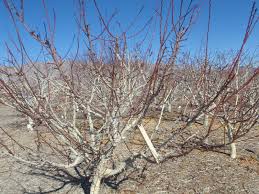 $14.95 (qty 10) $99.95 (qty 100) description. Xtremehorticulture Of The Desert Use Limb Spreaders On Fruit Trees Now To Increase Production