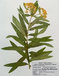 Image result for Asclepias