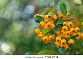 Image result for Pyracantha coccinea golden charmer