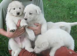 Vet checked, first shots, microchipped companion puppies and working dogs. Brases White German Shepherds Home Facebook