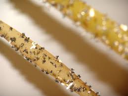 E paradis si pentru sacaitoarele muste! Mijloace Eficiente De ProtecÈie Impotriva InfestÄrii MuÈtelor Cum SÄ Scapi Rapid De MuÈte Cu Remedii Populare