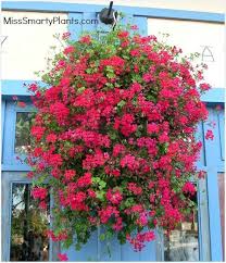 Dec 11, 2018 · the male flowers have a long, thin stem and typically grow around the outer edges of the plant. Ivy Geraniums Thick Ivy Shaped Leaves Smaller Flowers But Very Profuse Blooming Available In Reds White A Ivy Geraniums Winter Garden Hanging Baskets
