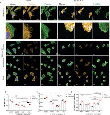 Find out about the causes of mesothelioma, its symptoms,. Dock5 Stabilises The Leading Edge In Migrating Cells To Promote Yap Taz Activation Biorxiv