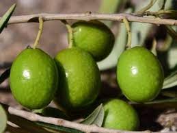Farklı bölgelerde oldukça çeşitli türde zeytin yetiştiriciliği yapılmaktadır. Zeytin Fidani Cesitleri