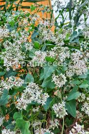 Image result for Cynanchum viminale