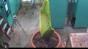 The corpse flower is the largest flower in the world, and one of the stinkiest. Perry The Corpse Flower Full Bloom Cycle 2013 Youtube