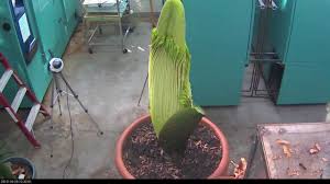 Bear in mind that it will be 7 to 10 years before the corm is large enough to bear a flower. Perry The Corpse Flower Full Bloom Cycle 2013 Youtube