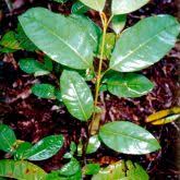 Image result for Harungana madagascariensis
