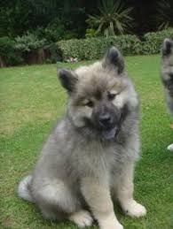 Eurasier for sale in united states. 28 Eurasier Dog Ideas Eurasier Dog Photos Dogs