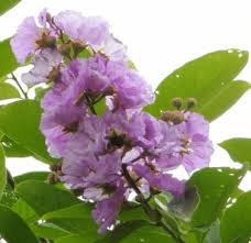 Image result for Lagerstroemia speciosa