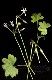 Image result for Pelargonium alchemilloides