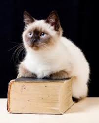 The pointed cat known in the west as siamese, recognized for its distinctive markings, is one of several breeds of cats from to reach the united states, a cat named siam sent by the american consul in bangkok.3 in 1884, the british. Siamese Cat Names Naming Your Meezer Kitty
