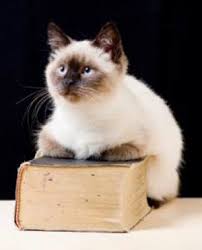 Learning how interactive they are and part of the family, the next were all given people names. Siamese Cat Names Naming Your Meezer Kitty