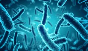 Image result for Mycobacteria