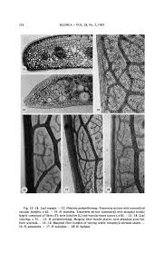 Image result for Heisteria zimmereri