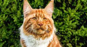 What Is The Average Life Expectancy Of A Domestic House Cat