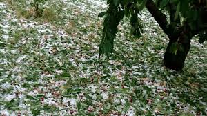 Maybe you would like to learn more about one of these? Colture Danneggiate Dalla Grandine Nel Veronese E La Regione Attiva I Tecnici Avepa