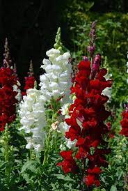 Snapdragons Beautiful Flowers Flower Garden Amazing Flowers