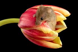 We did not find results for: Your Eyes Aren T Playing Tricks This Photographer Captured Real Harvest Mice In Tulips Techeblog