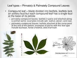 Maybe you would like to learn more about one of these? Ppt Parts Of Plants And Their Functions Powerpoint Presentation Free Download Id 2255425