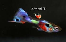 Endler Guppy Hybrid