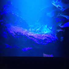 35 kleiner spoiler auf sonntag tax youtube tobisaquaristikexzesse fischlinge sushiqualitt derschwarm video newvideo neuesvideo pr easter nail art art aquarium