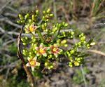 Image result for Jatropha scaposa