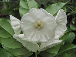 Pin On Flowers