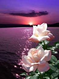 Pin By Delores Mccullough On Flower Very Beautiful Flowers Beautiful Roses Rose Pictures
