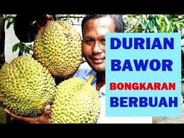 Bagi sebagian orang buah durian merupakan buah yang harus dihindari lantaran baunya yang menyengat serta rasanya yang sangat manis, tak heran jika setelah mengkonsumsinya beberapa orang akan merasa pusing karena baunya. Nangka Nangka Unggul Madu Berbuah Tanpa Dami Sedikit Getah Nangka Sebetulnya Bukan Buah By Sulismono