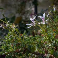 Image result for Pelargonium luridum