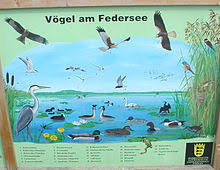 Bad buchau am federsee, bad buchau, germany. Federsee Wikipedia