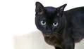 Burmese Cat Breed Profile | Cat-World