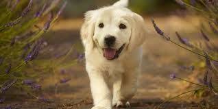 pin op dog breed s with amazing picture s collection