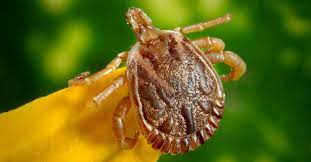 This healthy method of tick protection keeps your dog safe. Ticks Hiking How To Protect Yourself Cleverhiker
