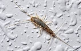 They can be found almost anywhere, but prefer damp, moderate temperature places such as basements. Silverfish Silverfish Identification Silver Fish Definition