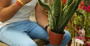 Kılıç çiçeği, peygamber kılıcı çiçeği, paşa kılıcı çiçeği gibi isimlerle bilinen sansevieria hakkında merak ettiğiniz her şeyi bu konumuzda bulabilirsiniz. Pasa Kilici Bitkisi Adeta Bir Oksijen Makinesi
