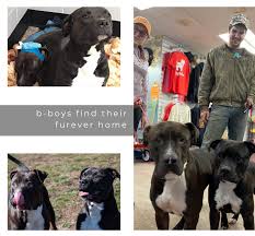 As of the 2010 census, the city had a population of 67,311, rising to an estimated 78,014 by 2019. Bear Bones Update The B Boys Find Their Furever Home Spokane Humane Society