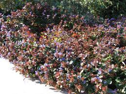 From kipuka at hoakalei increment 3 documents, 6.0 appendix a: Blue Plumbago Ceratostigma Plumbaginoides Excellent Water Wise Ground Cover For Utah Blue Plumbago Ground Cover Water Wise