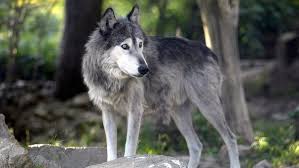 Diskussionen, tipps und infos zu reisen, sprachen, menschen, visa, kultur oder für nette bekanntschaften in der ukraine Gefahrlicher Wolf Der Wolf Lebt Im Rudel Br Kinder Eure Startseite