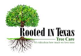 Georgetown has many heritage trees that must be trimmed by a certified arborist. Tree Trimming Removal Cabling Cedar Park Jonestown Leander Tx Rooted In Texas Tree Care