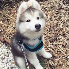 Karadenizli Adli Kullanicinin Husky Panosundaki Pin Goruntuler Ile Alaska Kurdu Sevimli Kopek Yavrulari Evcil Hayvanlar