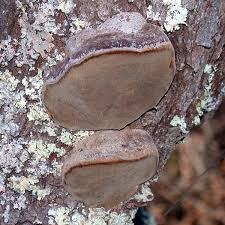 Image result for Phellinus pomaceus